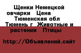 Щенки Немецкой овчарки › Цена ­ 7 000 - Тюменская обл., Тюмень г. Животные и растения » Птицы   